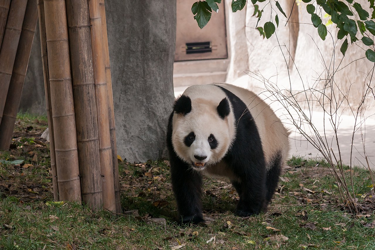 A giant panda walking towards the camera at the Chengdu Panda Breeding Research Center
